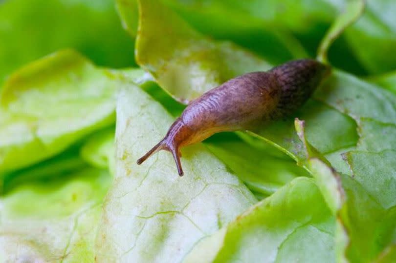 Lettuce leaf with slug