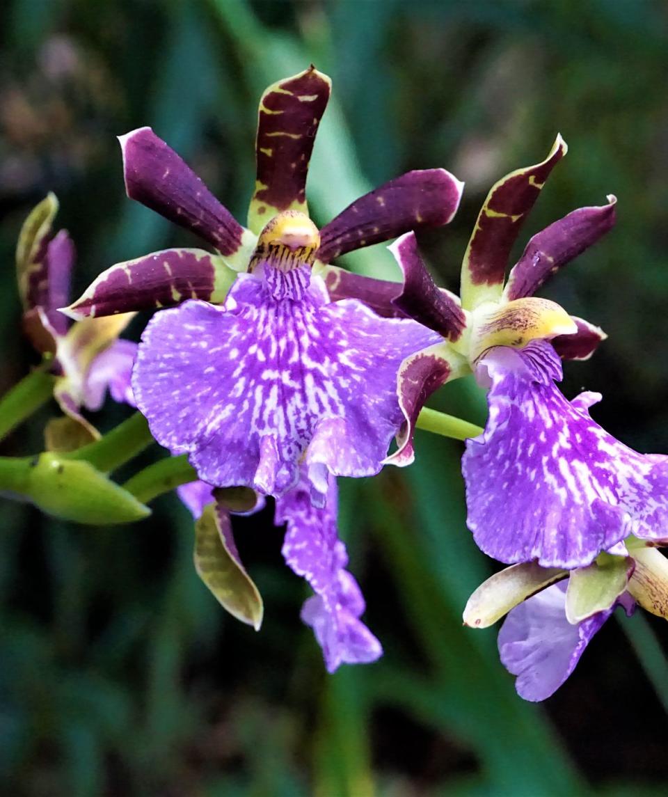 purple zygopetalum orchids