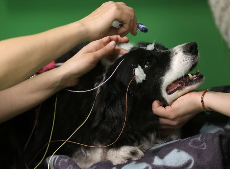 Researcher Boros puts electrodes on Rohan during a test at the Eotvos Lorand University in Budapest