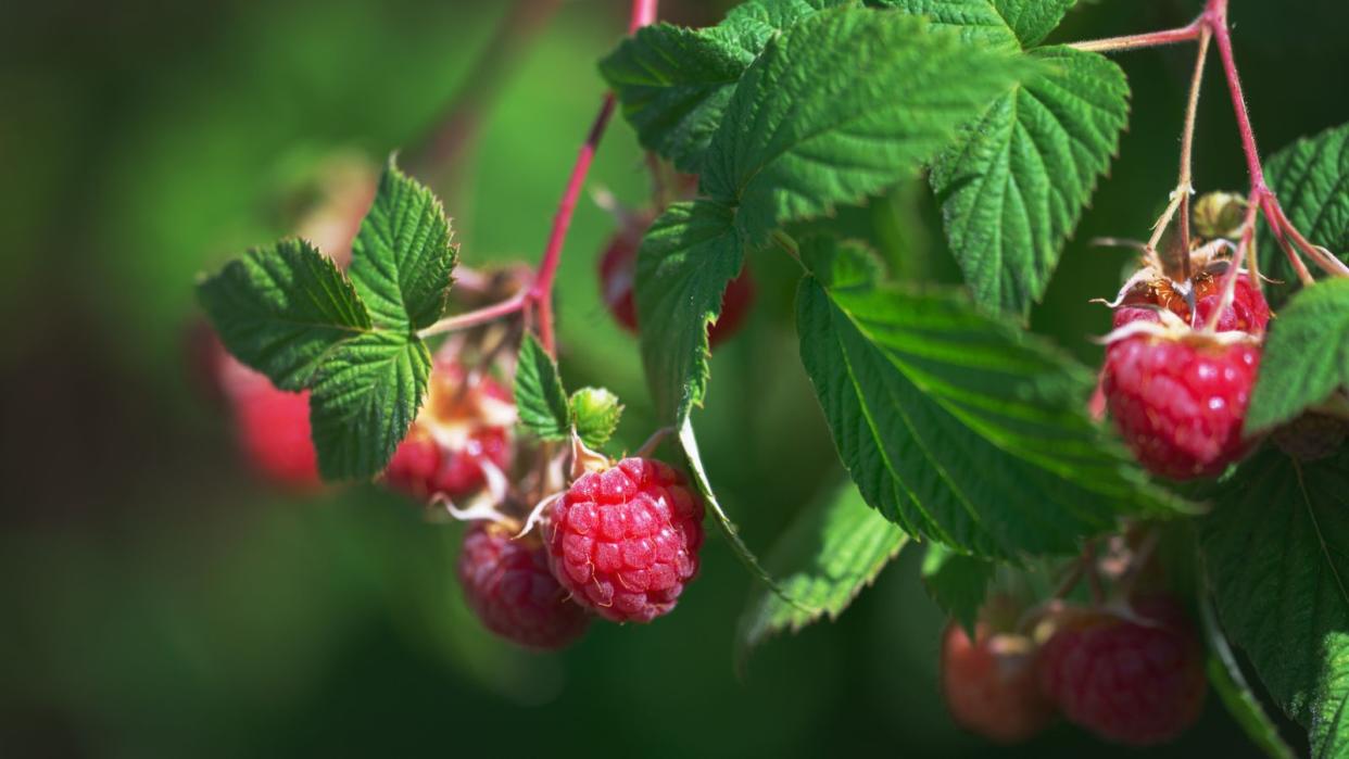  Raspberries 