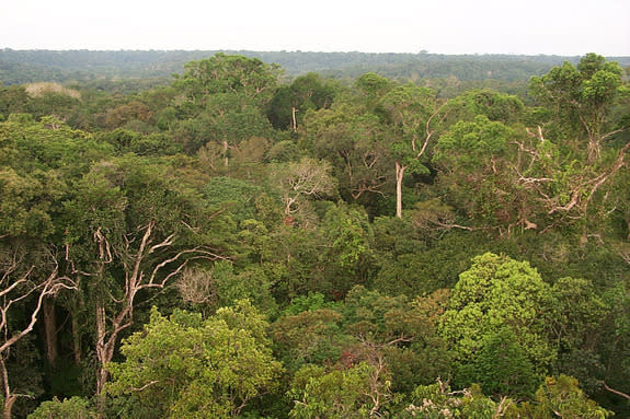 The rain forest canopy north of Manaus, Brazil.