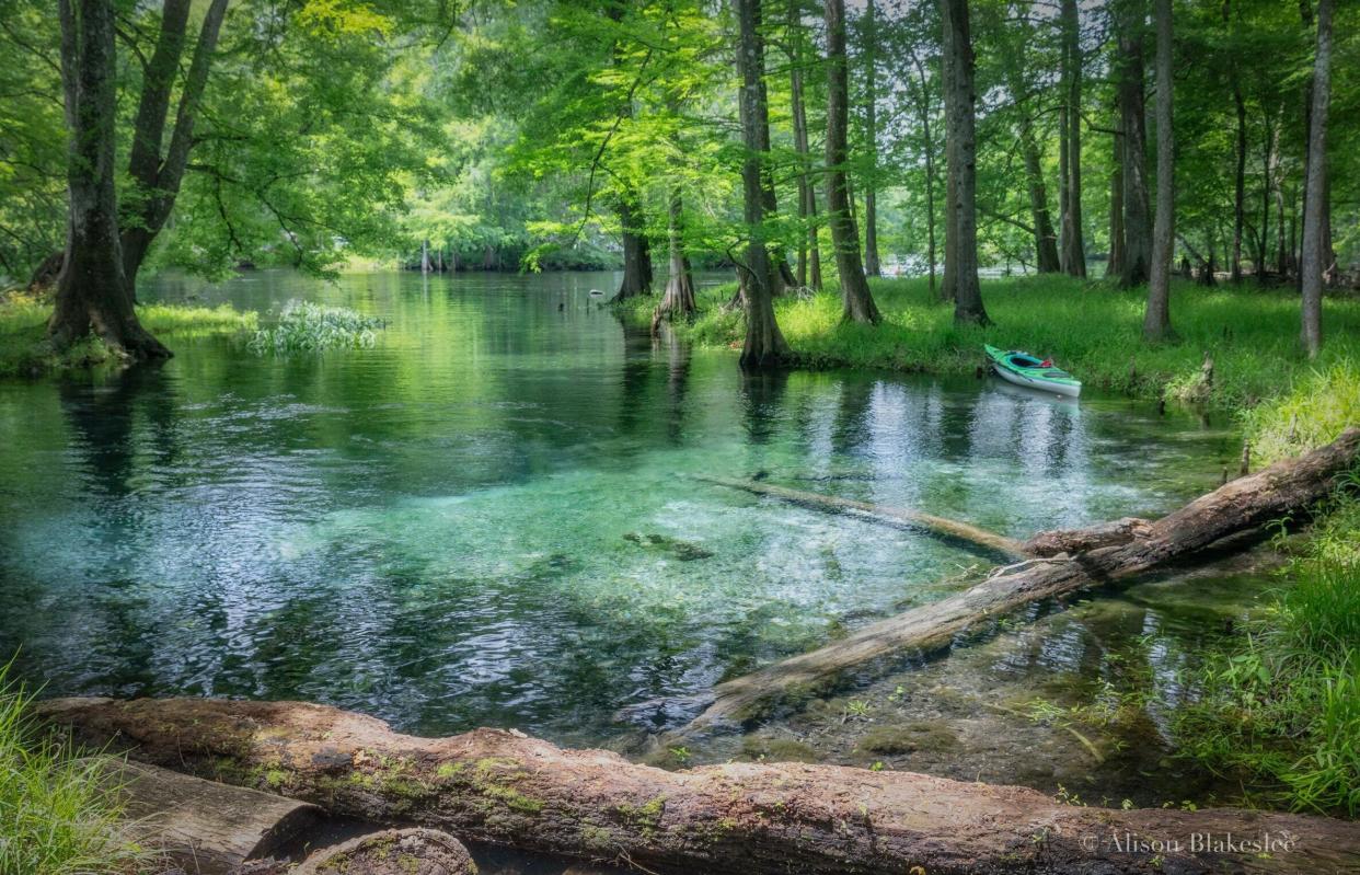 Located along the lower Santa Fe River, Sawdust Spring is a third-magnitude freshwater spring. The property includes 139 acres surrounding the spring, spring run and almost one mile of riverbank along the lower Santa Fe River. ACT successfully conserved this crucial conservation area in the final days of 2021.