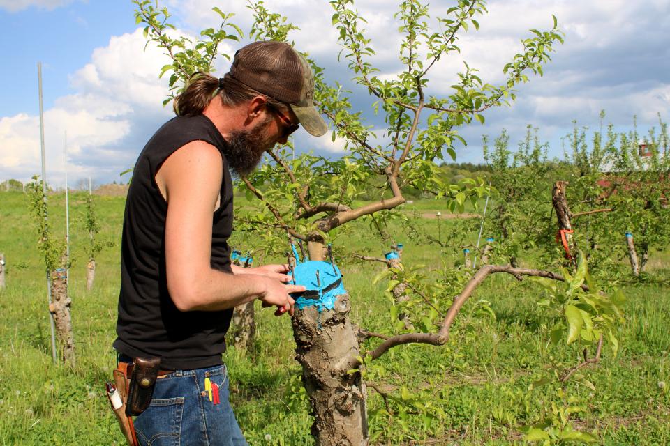 Kevin Clark, orchard manager, grafting an apple tree in "Wonderland" at Rose Hill Farm in Red Hook on May 8, 2024.