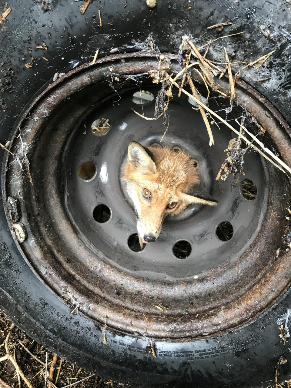 Storage centre workers in Bristol found a fox with his head stuck in the middle of an old tyre in October.