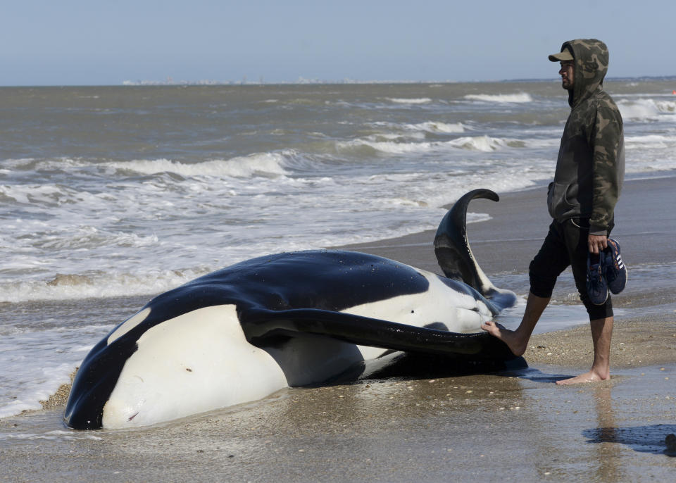 A man stands next to a dead killer whale near Mar Chiquita, Argentina, Monday, Sept. 16, 2019. Seven killer whales were stranded on the coast before rescuers and volunteers returned six of them to sea, but one died in the process. (AP Photo/Marina Devo)