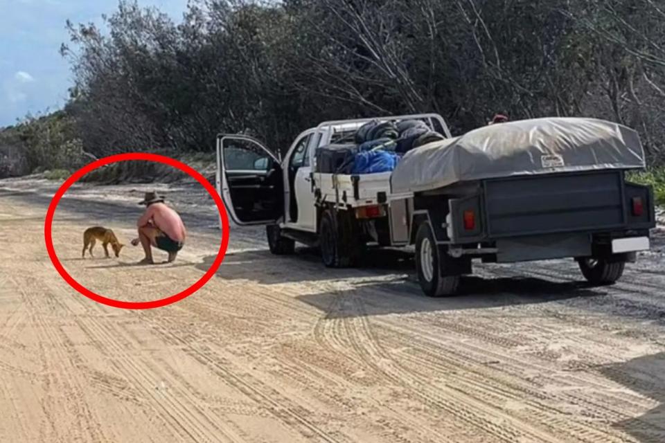 澳洲一名男子把澳洲野犬當成流浪狗餵食挨罰。 （翻攝昆士蘭環境與科學部）