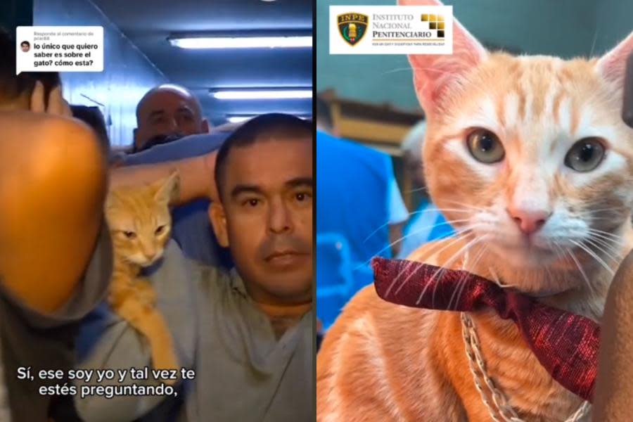 VIDEO: ¿Gatito prisionero? Conoce a Sony, un gato que vive dentro de una cárcel 