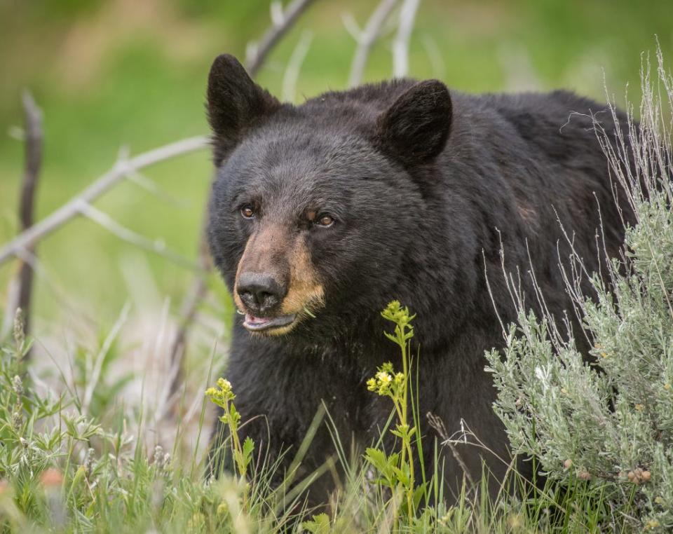 A black bear, pictured in an undated photo.