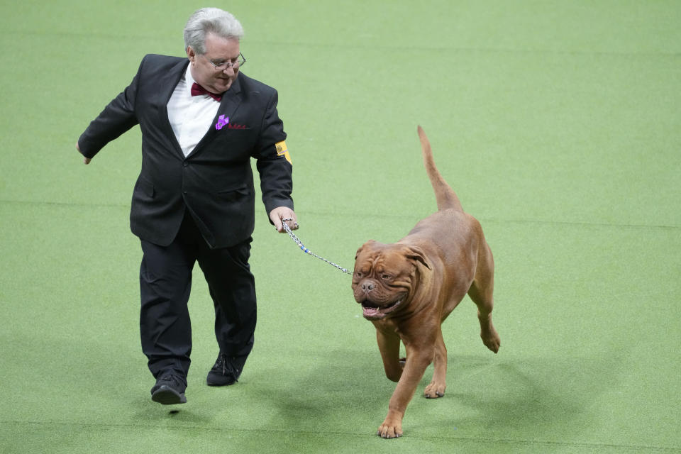 Maximillian, a dogue de Bordeaux, competes in the working group competition during the 147th Westminster Kennel Club Dog show, Tuesday, May 9, 2023, at the USTA Billie Jean King National Tennis Center in New York. (AP Photo/Mary Altaffer)