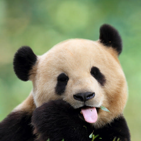 Edinburgh Zoo is home to the UK's only giant pandas - Credit: getty