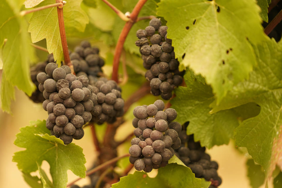 FILE - In this Sept. 10, 2020, file photo, grapes with ash on them hang in a vineyard that was blanketed by smoke from wildfires in Sonoma, Calif. Smoke from the West Coast wildfires has tainted grapes in some of the nation’s most celebrated wine regions. The resulting ashy flavor could spell disaster for the 2020 vintage. (AP Photo/Eric Risberg, File)