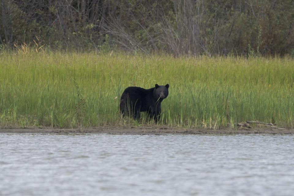 A black bear appears on the shores of Lake Athabasca near Fort Chipewyan, Canada, on Sunday, Sep. 3, 2023. Wildfires are bringing fresh scrutiny to Canada's fossil fuel dominance, its environmentally friendly image and the viability of becoming carbon neutral by 2050. (AP Photo/Victor R. Caivano)