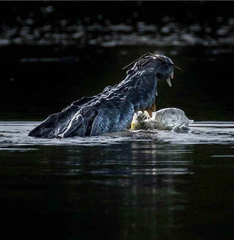 A salt water crocodile in the Daintree River opens its mouth to swallow a plastic bottle. 