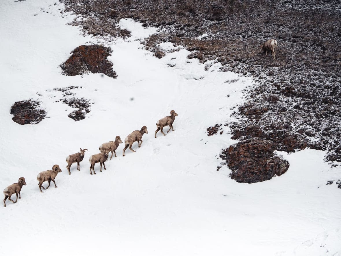 A group of Big Horn sheep were euthanized after several within the heard died of a pneumonia infection. The province says the decision was made to prevent further spread, but others disagree and say culling the sheep is wrong. (Supplied by Matt Mellon - image credit)