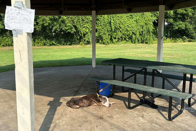 <p>Cuse Pit Crew</p> Max the dog tied to a picnic table in Syracuse, N.Y.