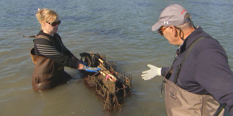 Harry Smith and Laura Brown at her oyster farm.  (NBC News)