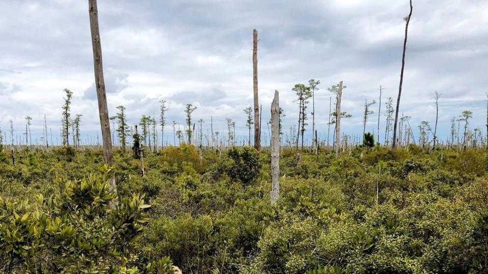 The white trunks of a ghost forest mark a coastal North Carolina landscape. Emily Ury, <a href="http://creativecommons.org/licenses/by-nd/4.0/" rel="nofollow noopener" target="_blank" data-ylk="slk:CC BY-ND;elm:context_link;itc:0;sec:content-canvas" class="link ">CC BY-ND</a>