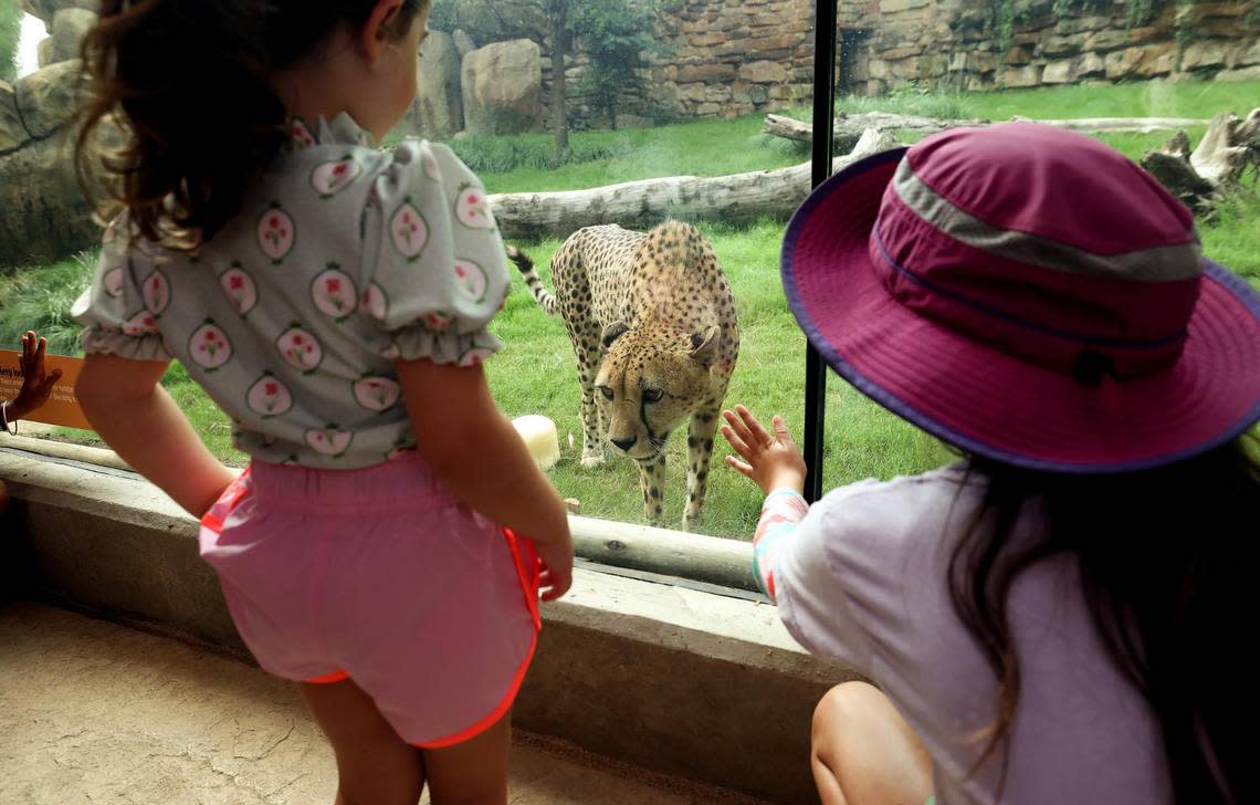 A cheetah comes up to the window of its habitat during the grand opening of the Predators of Asia & Africa expansion at the Fort Worth Zoo on Thursday, June 22, 2023. Amanda McCoy/amccoy@star-telegram.com