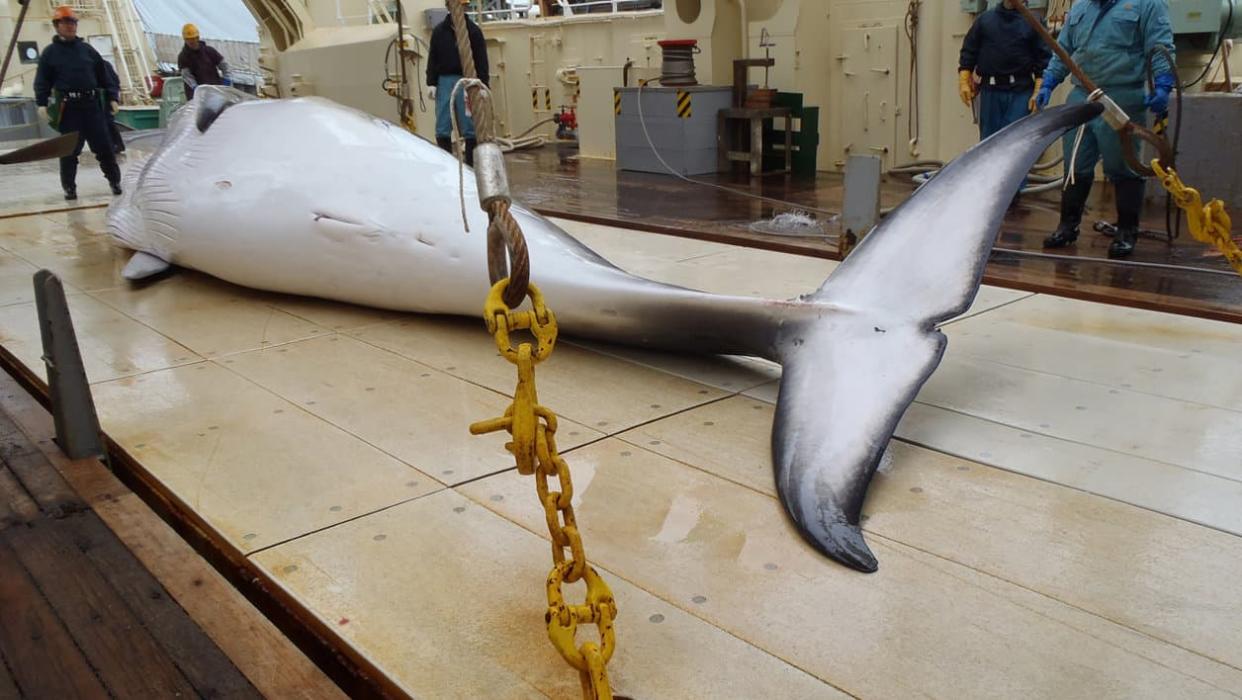 Baleine de Minke sur le point d'un baleinier japonais. - Institute of Cetacean Research / FILES / AFP