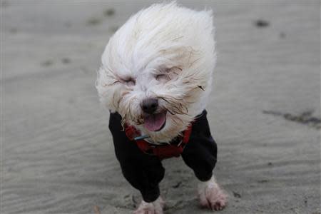 A Coton de Tulear dog is blown by strong winds on the beach in Lyme Regis, southern England February 14, 2014. REUTERS/Kieran Doherty