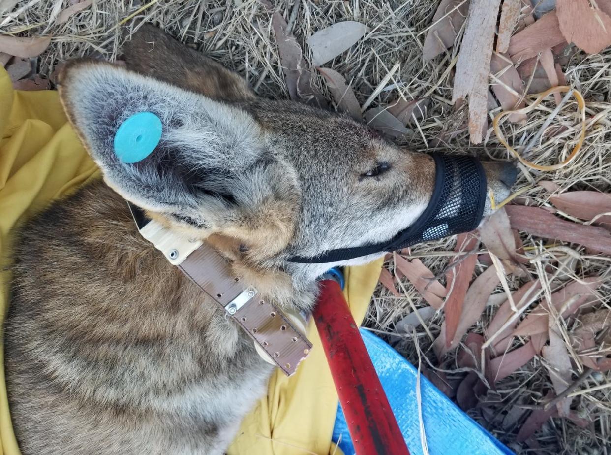 <span class="caption">A sedated coyote about to be released with a tracking collar in greater Los Angeles.</span> <span class="attribution"><span class="source">Niamh Quinn</span>, <a class="link " href="http://creativecommons.org/licenses/by-sa/4.0/" rel="nofollow noopener" target="_blank" data-ylk="slk:CC BY-SA;elm:context_link;itc:0;sec:content-canvas">CC BY-SA</a></span>