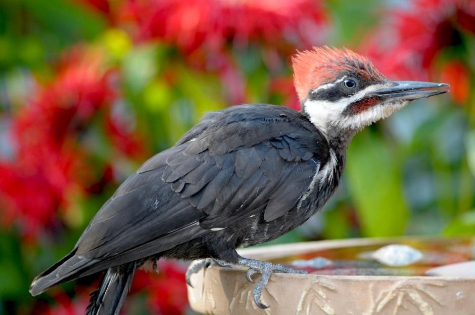 Woodpecker on a birdbath