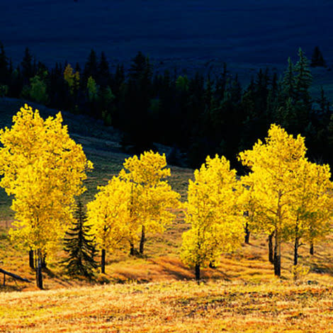 Aspens and oaks gild the slopes 