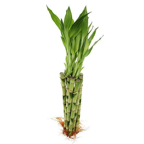 9) Lucky Bamboo