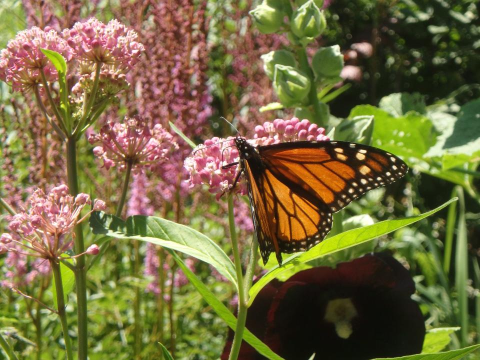 Pollinators are attracted by color and scent to swamp milkweed.