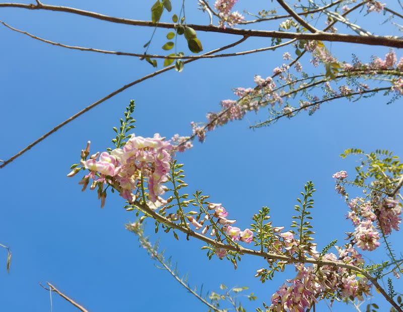 ▲澄清湖風景區百花齊放浪漫度爆表，正是賞花好去處。(圖／記者黃守作攝，2023.03.16)