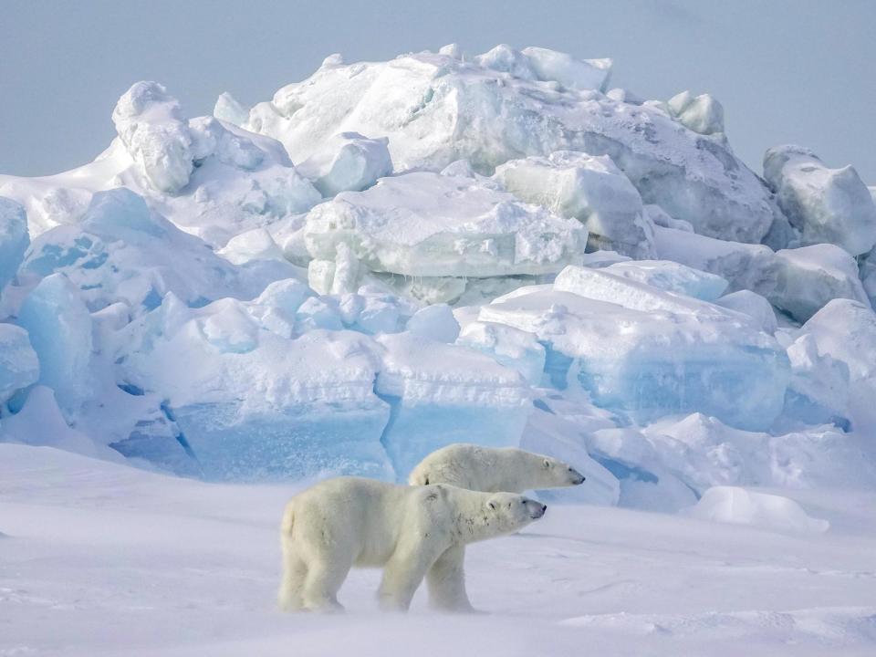 A man has been charged with killing a polar bear and leaving the body to rot outside his home in Alaska for five months.Christopher Gordon, 35, allegedly shot the animal dead when it ventured into his front yard to try and eat some butchered whale meat.He then failed to report the polar bear carcass or attempt to “harvest” it for food between December 2018 and May this year.Gordon also allowed the bear to be covered with snow, which resulted in one of its legs being ripped off by a passing snowplough.Finally, on 22 May, he burned the carcass at the village dump in Kaktovik.He is now facing up to one year in prison and a $100,000 (£80,000) fine if convicted of the federal crime of “knowingly taking a polar bear in a manner unlawful under the Marine Mammal Protection Act”.Prosecutors say that the killing of the bear was not done in legal self defence and that he “left the harvestable remains to waste”.“Gordon allegedly left butchered whale meat outside in front of his yard of his residence for a substantial period of time, which attracted polar bear, as well as other animals to his front yard,” said federal prosecutor Ryan Tansey.“He then allegedly shot and killed the polar bear because it was trying to eat the improperly stored whale meat.”Gordon has also been charged with the state offence of wasteful taking of a marine animal.The investigation was carried out by the US Fish and Wildlife Service.Gordon declined to comment about the case and is scheduled to appear in court in Fairbanks in August.Kaktovik, with a population of just over 250, has experienced increasing encroachment by polar bears in recent years due to the disappearing Arctic sea ice.As a result it has become a popular tourist destination, with more than 2,000 people visiting the village during 2017.“These bears are getting used to people,” said council member Mike Gallagher. ”They’re domesticated.”Additional reporting by Associated Press