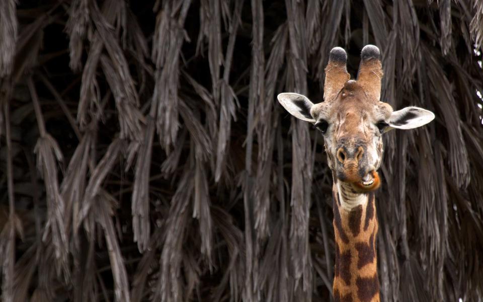 Giraffe feedings in Kenya