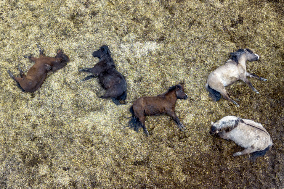 Icelandic horses sleep on a blanket of straw at a stud farm in Wehrheim, Germany, March 15, 2024. (AP Photo/Michael Probst, File)