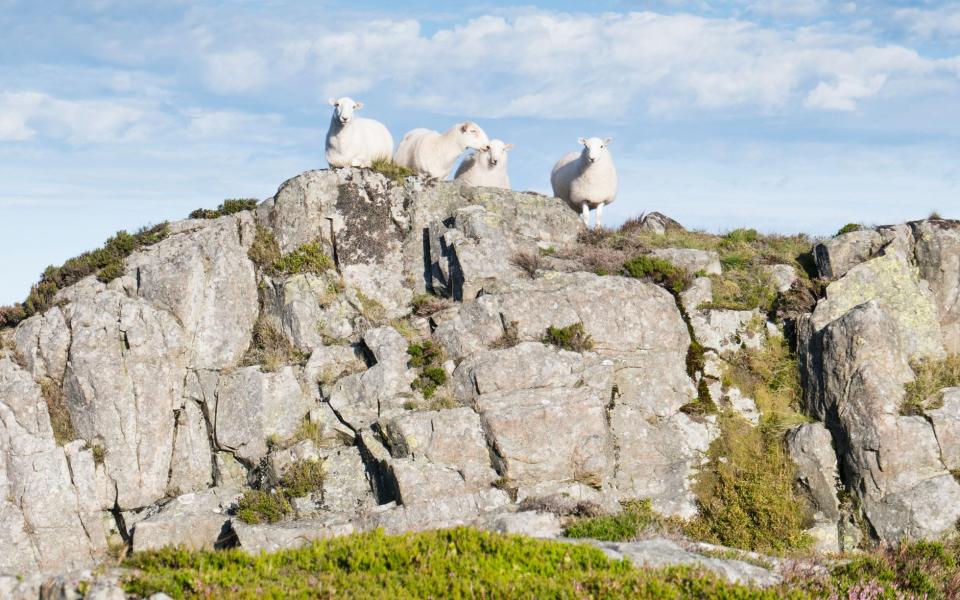 Sheep Wales - getty