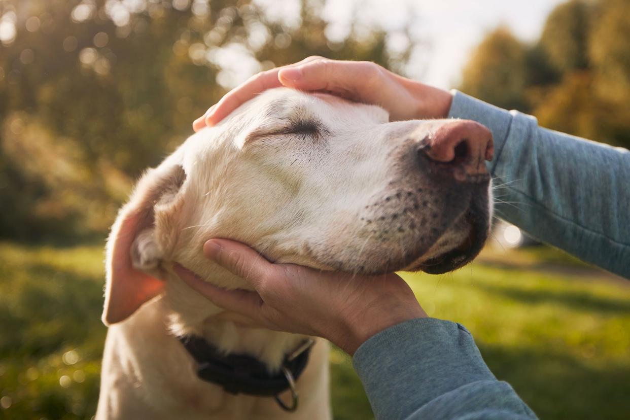 A new UGA study found more than one in 10 shelter dogs were infected with heartworms, and more than 8% of the dogs had been exposed to the bacteria that causes Lyme disease.