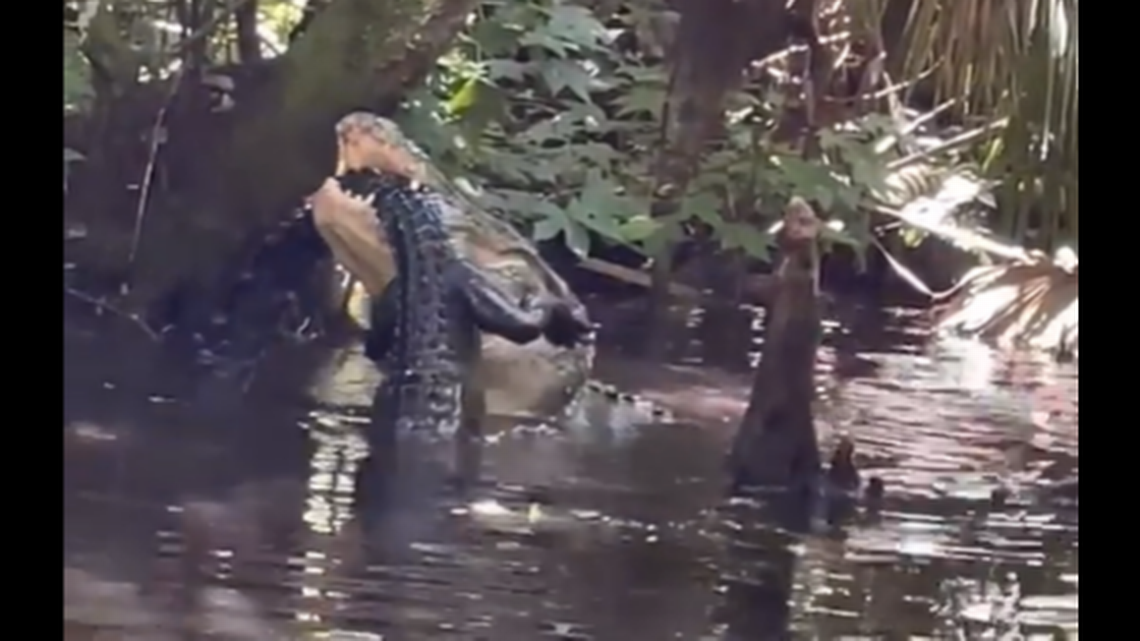 Video shows the alligator was trying to break its prey into bite-sized pieces.