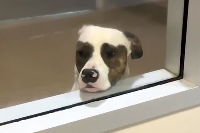 <p>Bradshaw Animal Shelter</p> Steven Tyler the rescue dog staring out his kennel window at Bradshaw Animal Shelter in Sacramento, California