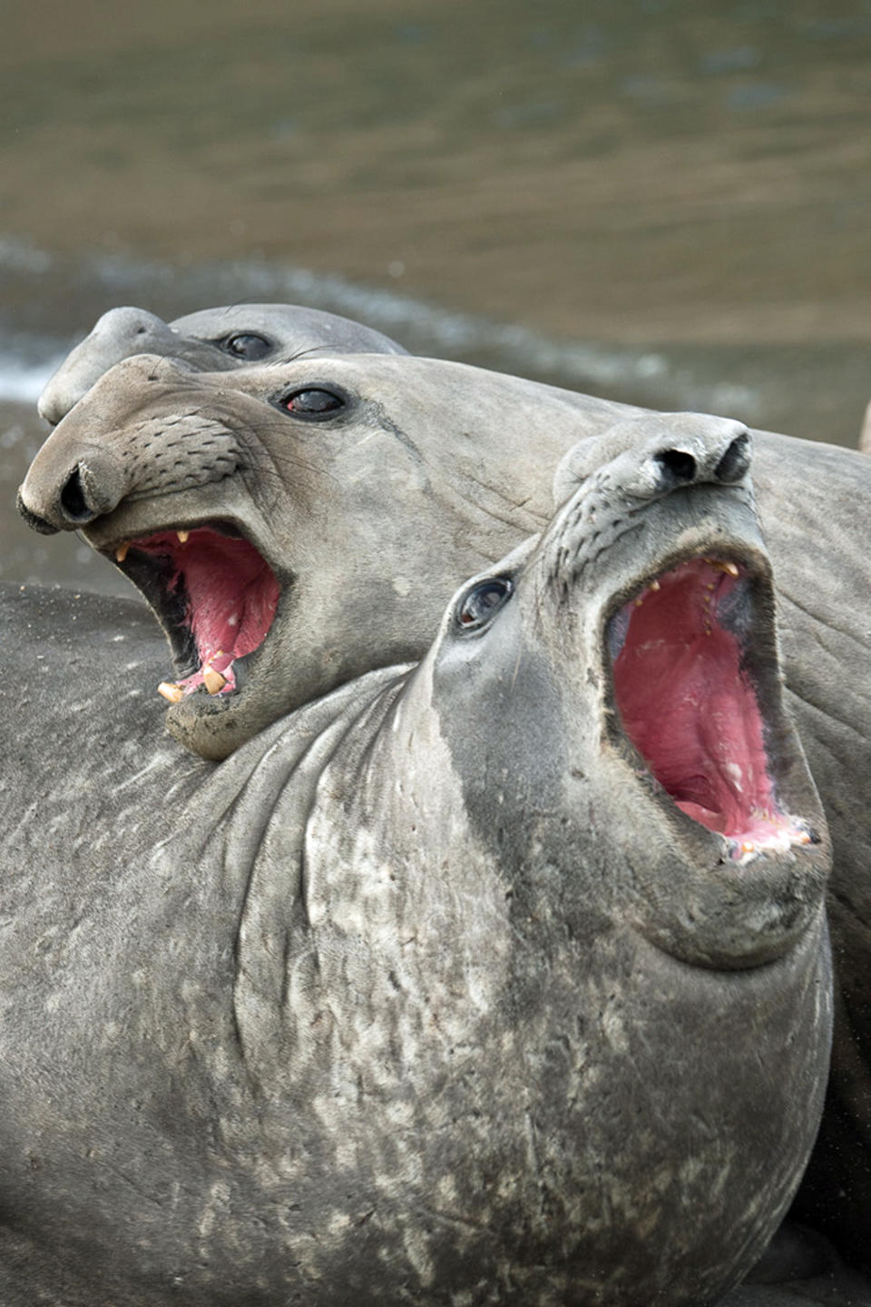 A trio of elephant seals appear to be doing their best impression of the Three Tenors. (Photo: Roie Galitz/Caters News)