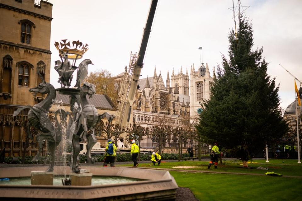 Workers position the Parliament Christmas tree in New Palace Yard (Aaron Chown/PA) (PA Wire)