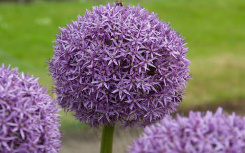 Allium 'Globemaster' - Credit:  © RHS