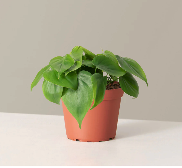 <p><a href="https://go.redirectingat.com?id=74968X1596630&url=https%3A%2F%2Fwww.thesill.com%2Fproducts%2Fphilodendron-green%3Fvariant%3D33064758607977&sref=https%3A%2F%2Fwww.prevention.com%2Flife%2Fg39081215%2Flow-light-indoor-plants%2F" rel="nofollow noopener" target="_blank" data-ylk="slk:Shop Now;elm:context_link;itc:0;sec:content-canvas" class="link rapid-noclick-resp">Shop Now</a></p><p>Philodendron Green</p><p>thesill.com</p><p>$48.00</p><span class="copyright">The Sill</span>