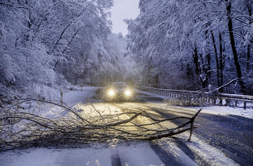 Fallen trees block a country road in a forest of the Taunus region near Frankfurt, Germany, during heavy snowfalls early Tuesday, Nov. 28, 2023. (AP Photo/Michael Probst)