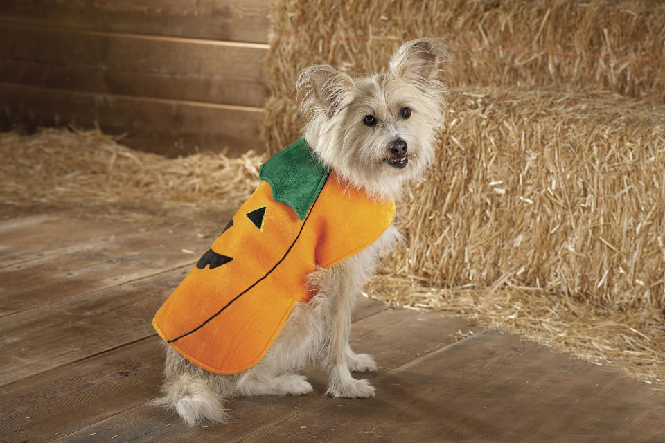 This product image courtesy of PetSmart shows the Top Paw Pumpkin Costume. Pet owners will dress up millions of dogs this month for Halloween parades, parties, pictures, contests or candy hunts.    (AP Photo/PetSmart)