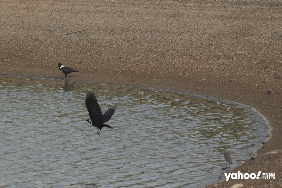 新田魚塘一帶是不少瀕危候鳥的棲息地，觀鳥會指工程展開將會切斷黑臉琵鷺等候鳥在大灣區僅存最完整的度冬濕地，亦會威脅全球候鳥族群的安全。
