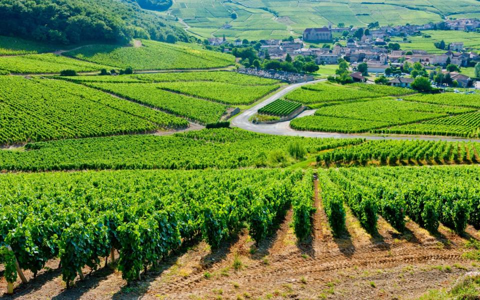 Vineyards in Burgundy -  Richard Semik