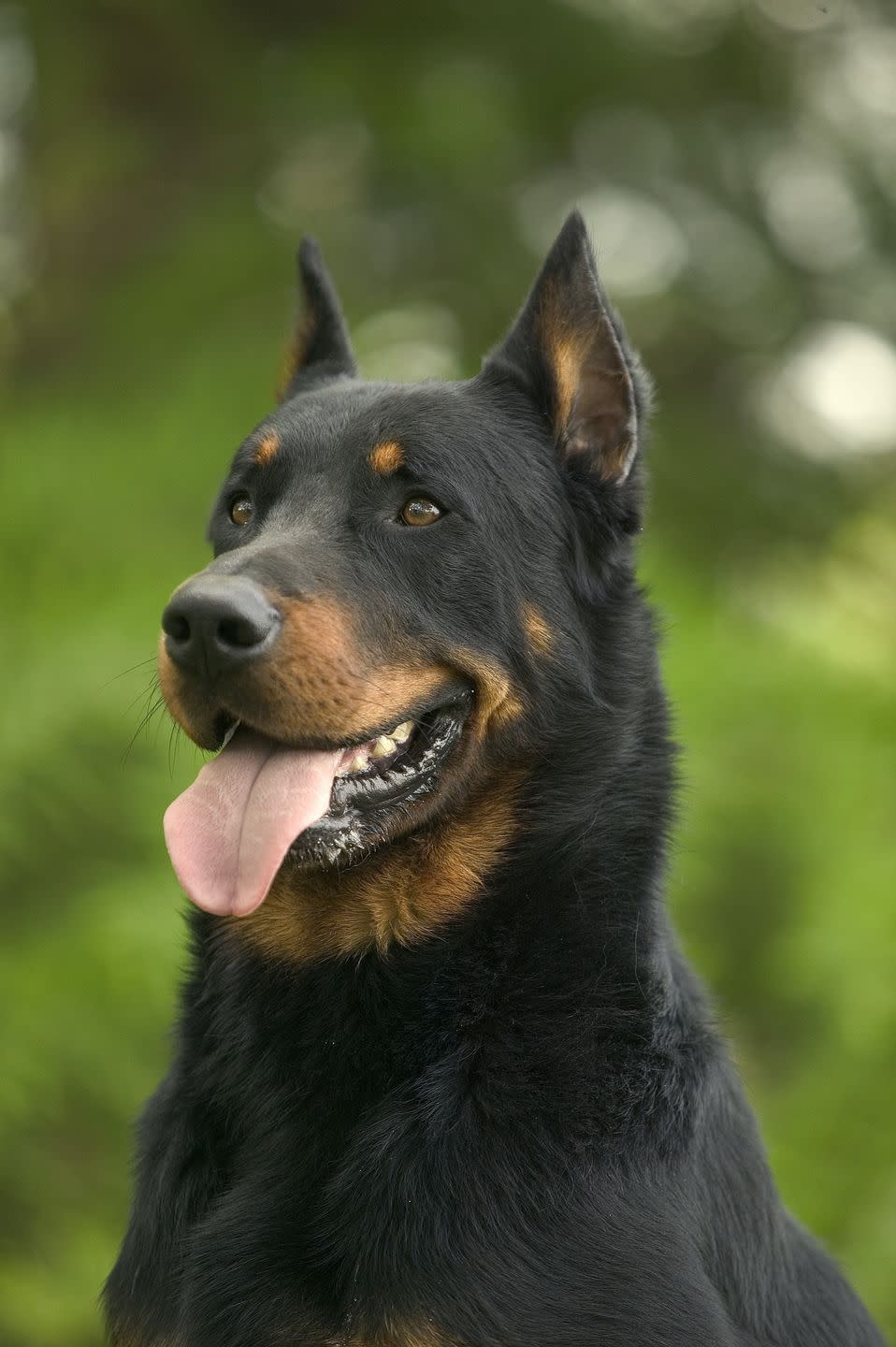 herding dog breeds like beauceron