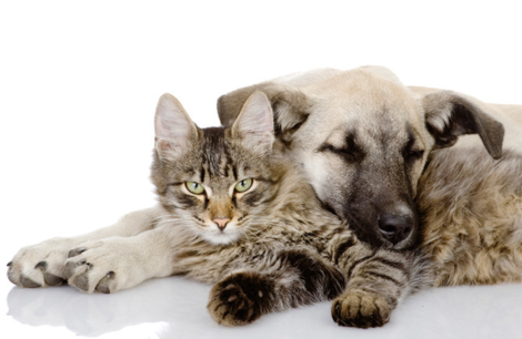 The Most Popular Cats & Dogs in America