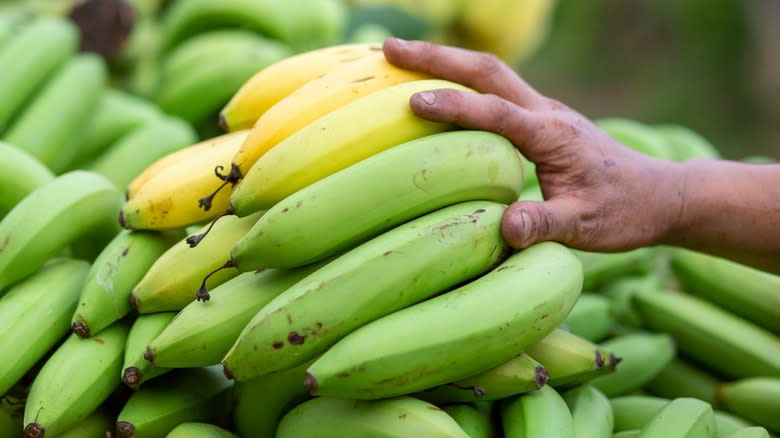 Stacks of green and yellow bananas