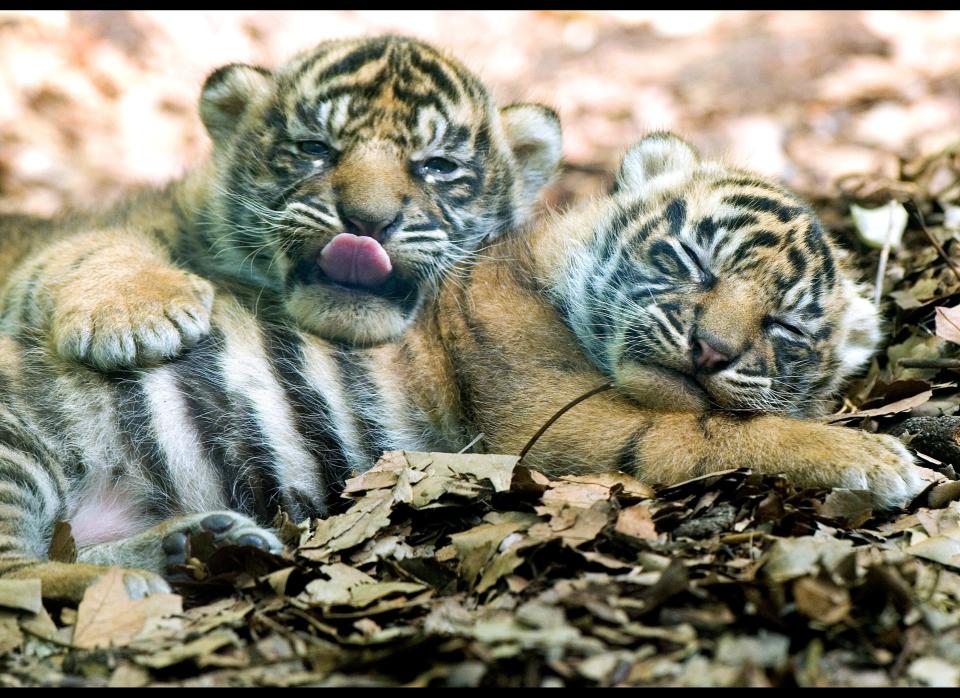 Two baby Sumatran tiger cubs doze in their enclosure at the zoo in the central German city of Frankfurt am Main on May 25, 2011.