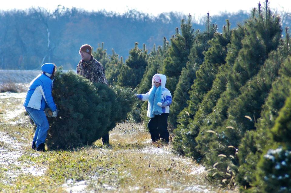 Illinois: Richardson Christmas Tree Farm